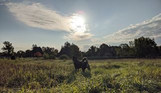 My dog Tuukka looking at the sun